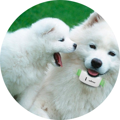 RFID PET MANAGEMENT