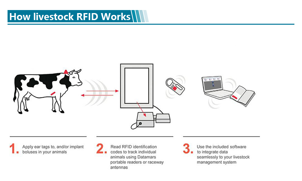 Hot Sales Animals RFID Tags for Livestock Management