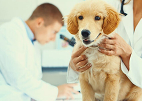 RFID Pet Management